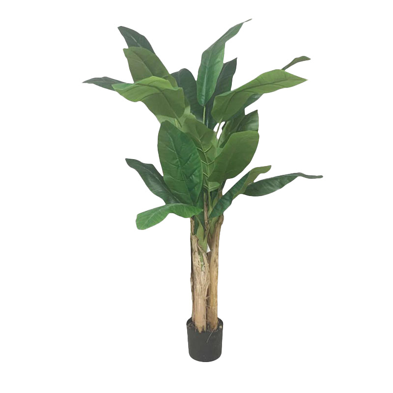 mata de platano